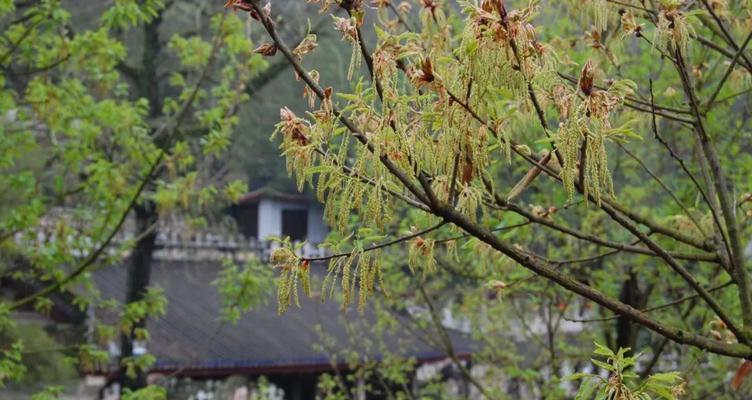 《地球末日》快速获取橡木林的方法详解（以游戏为主，轻松获取大量橡木）