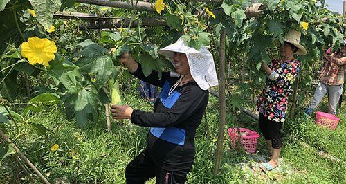 流星蝴蝶剑手游之罗金鹏打法分析（掌握必备技巧，轻松击败罗金鹏）