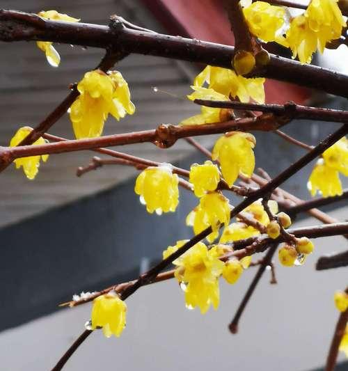 玩转王者荣耀梅花山雪（一起探寻春雪玩法，轻松争夺胜利）