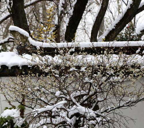 玩转王者荣耀梅花山雪（一起探寻春雪玩法，轻松争夺胜利）