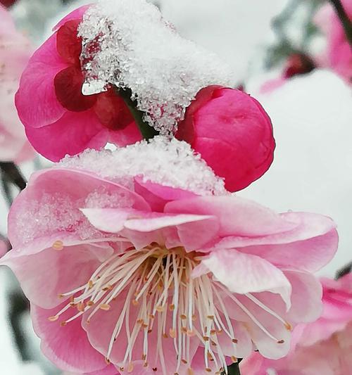 王者荣耀梅花山雪攻略（挑战极限，征服雪山，玩转王者荣耀）