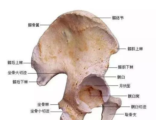 《以咩咩启示录》骨骰规则详解（探究游戏机制，提升游戏体验）