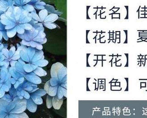 《最强蜗牛接骨木魔杖》（探索游戏世界，获取最强装备！）