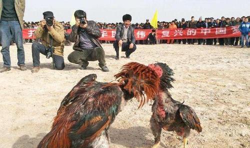 《以楚留香手游》鸡斗技巧（深入探究鸡斗玩法）