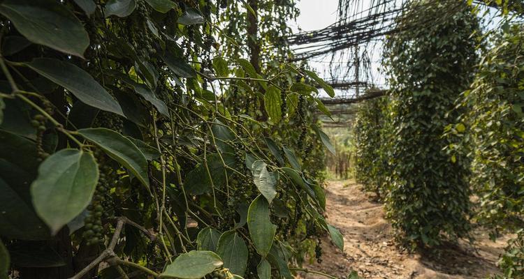 「缺氧种植胡椒树，玩转全新种植游戏（以缺氧为催化剂）