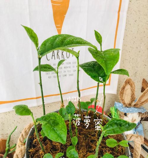 《发芽啦植物全解锁通关攻略》（揭秘发芽啦植物解锁方法）