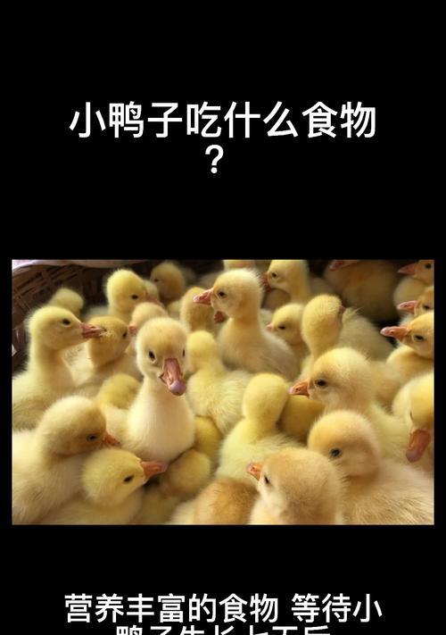 小鸭子驯服方法是什么？最新版手机版如何下载？